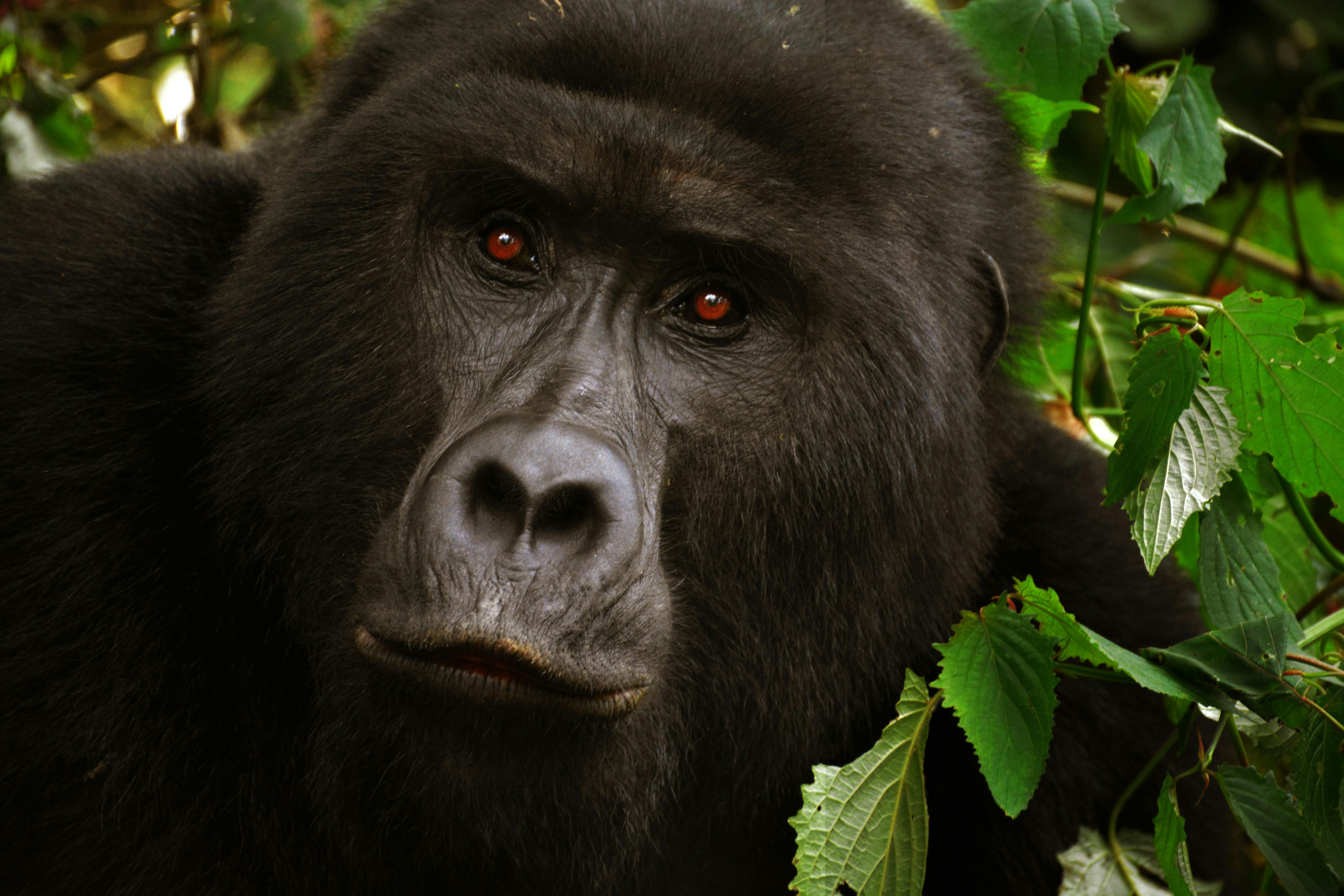 Rwanda Gorilla Safari