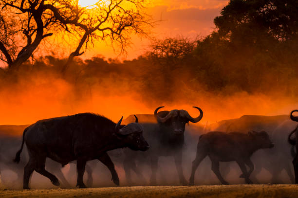 Queen Elizabeth National Park